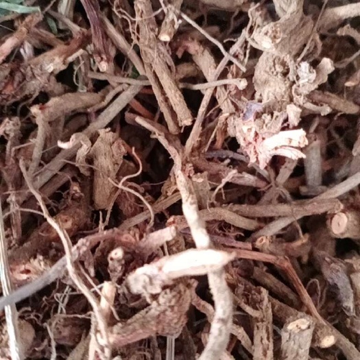  茜草