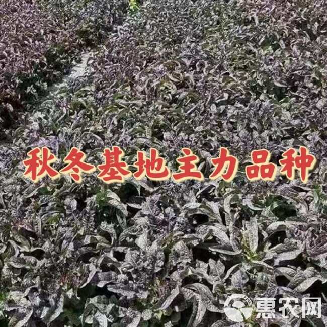 红尖叶香莴笋种籽耐寒高桩大棒九州红红皮青肉质脆味香基地专用