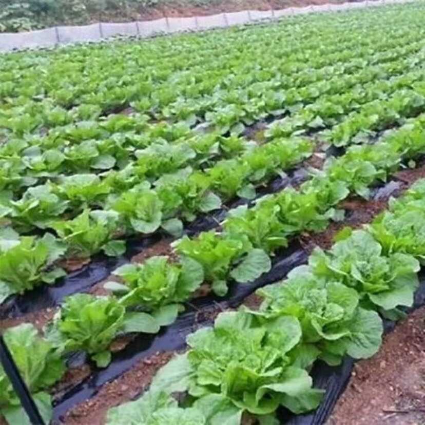 正品山东丰抗大白菜种子抗病好吃包心大白菜籽农家秋冬播蔬菜种子