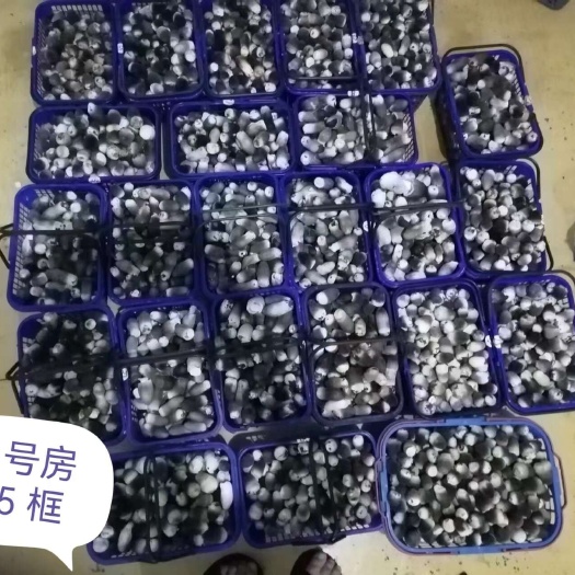  草菇