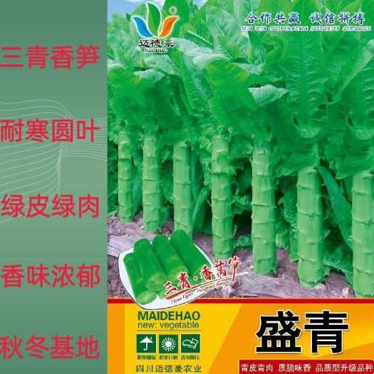武汉盛青   耐寒三青莴笋种子高桩大棒圆叶抗病深绿秋冬春全国基地