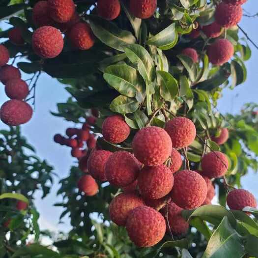 陆丰市广东陆丰市凤花荔枝大量上市，自家果园产地直销，支持代办