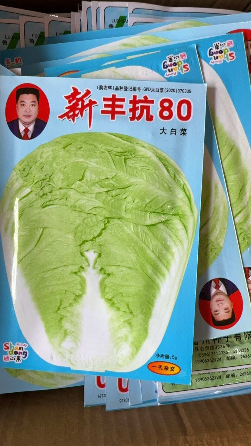 正品山东丰抗大白菜种子抗病好吃包心大白菜籽农家秋冬播蔬菜种子