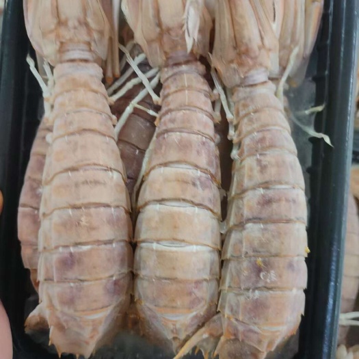 北海皮皮虾濑尿虾大膏虾长期供应