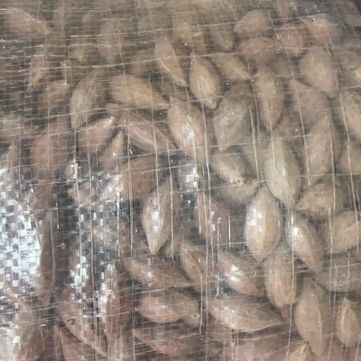 梧州橄榄核