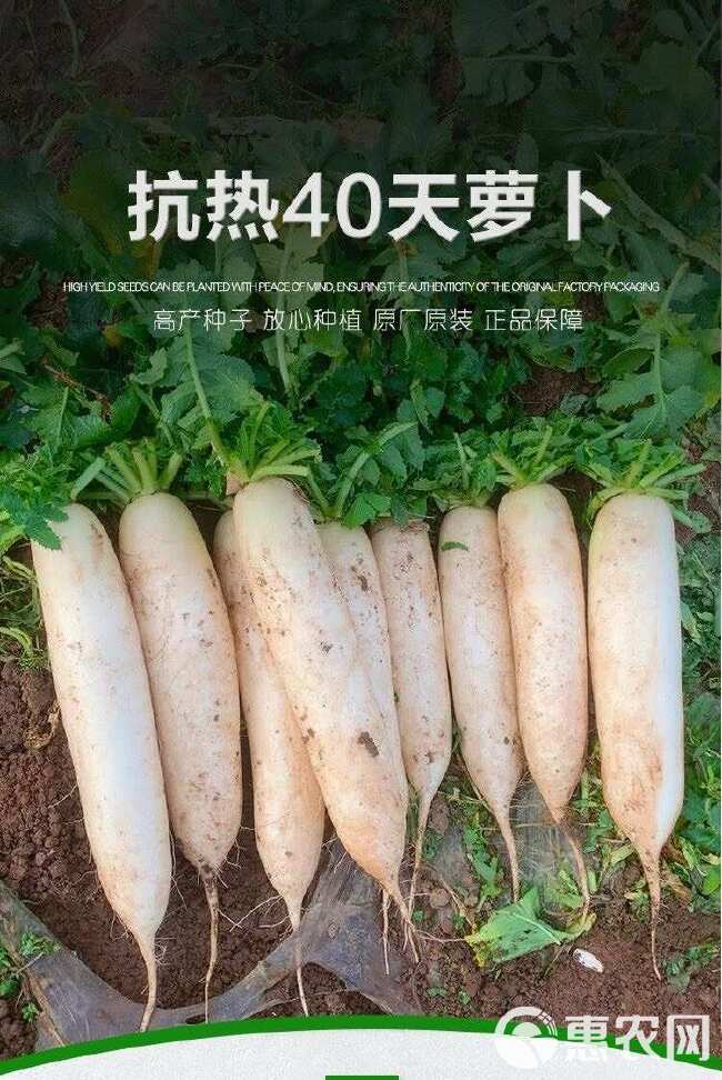 抗热40天白萝卜种子夏季长白萝卜种籽孑耐热夏秋蔬菜种籽早熟高