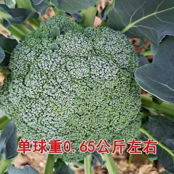 西兰花种子好吃四季耐寒易种绿菜花椰菜庭院菜园蔬菜种子花菜籽孑