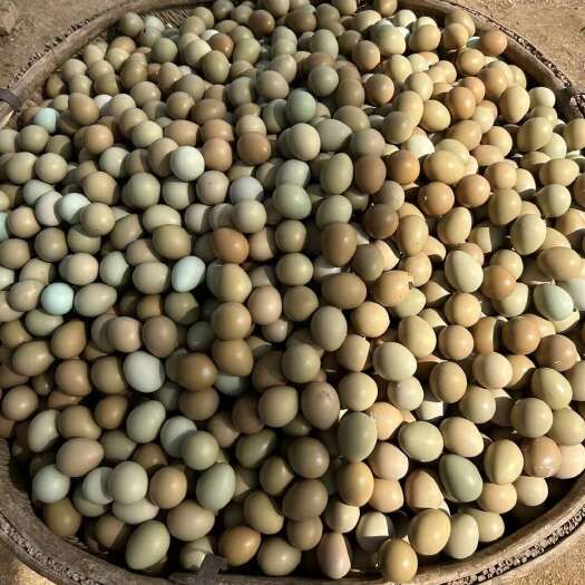 商河县【顺丰包邮】588枚七彩山鸡蛋鸡蛋批发