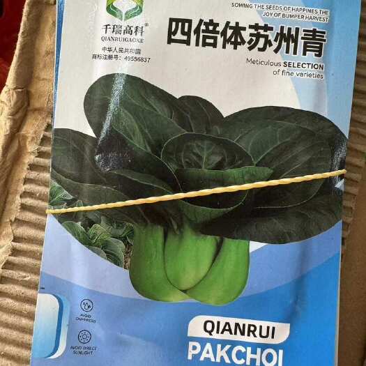 邵东市矮脚苏州青种籽四倍体矮棵黑叶苏州青抗病耐寒大头菜秋季蔬菜种子