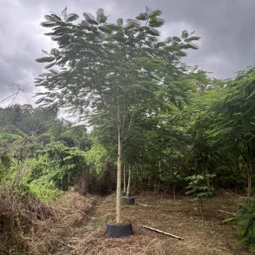 凤凰木全冠12-15公分