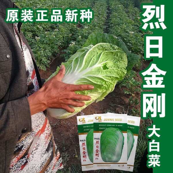 夏阳耐热大白菜种子种籽蔬菜孑籽种山东夏季高温秋季四季白莱