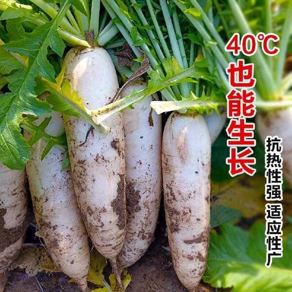 抗热40天白萝卜种子夏季长白萝卜种籽孑耐热夏秋蔬菜种籽早熟高