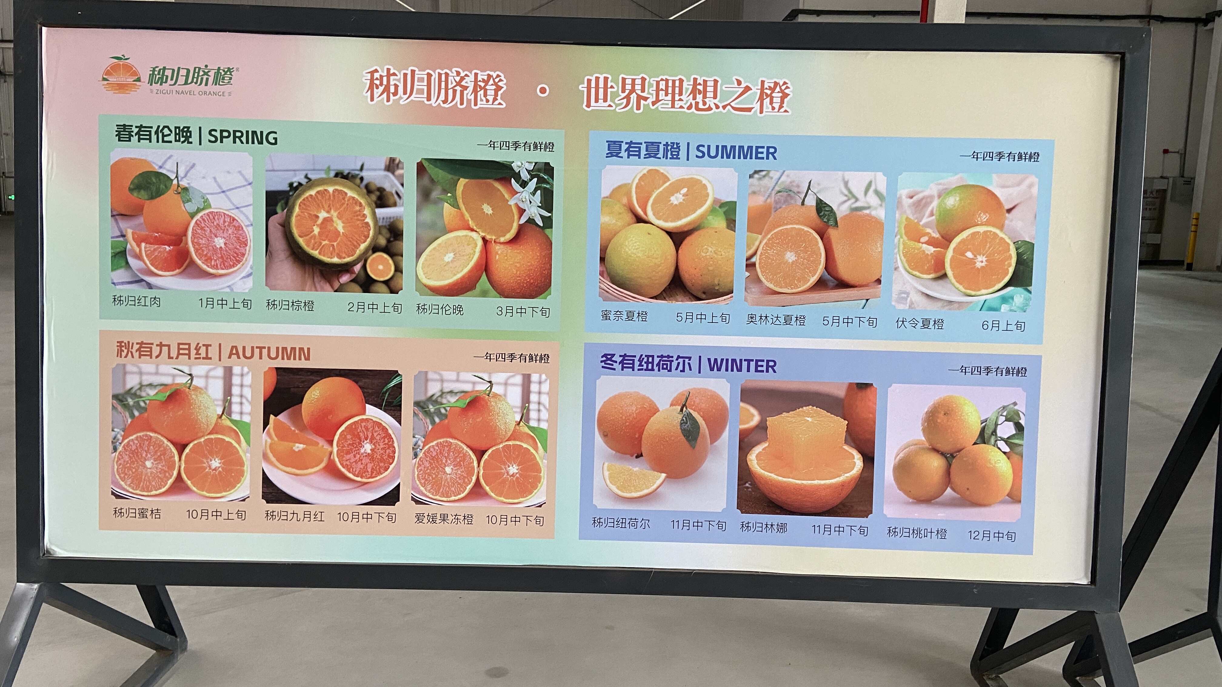 【鲜榨商用果】常年供应鲜榨橙汁儿果，新鲜看的见，橙香浓汁水多