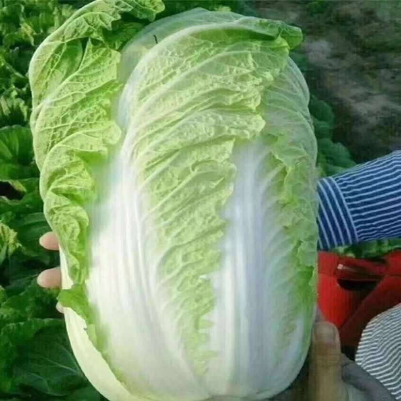 正品山东丰抗大白菜种子抗病好吃包心大白菜籽农家秋冬播蔬菜种子