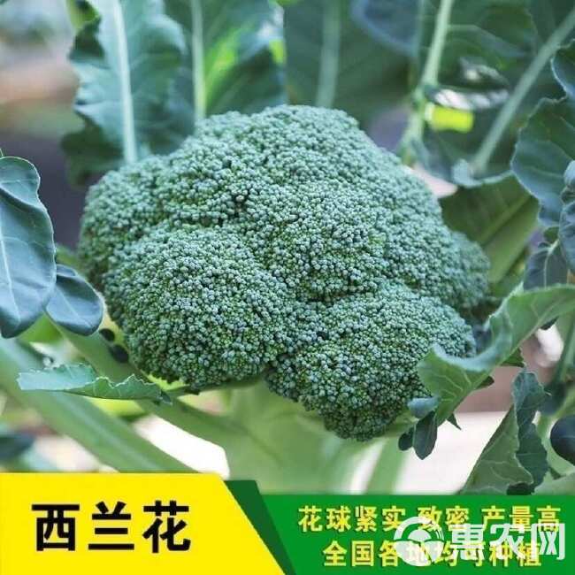 西兰花种子好吃四季耐寒易种绿菜花椰菜庭院菜园蔬菜种子花菜籽孑