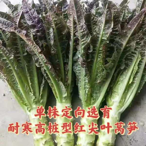 红尖叶香莴笋种籽耐寒高桩大棒九州红红皮青肉质脆味香基地专用