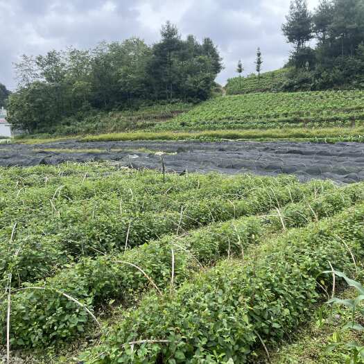 毕节白桦苗 桦树苗  贵州话搞树 白丁香 光皮桦袋苗 一年桦木苗