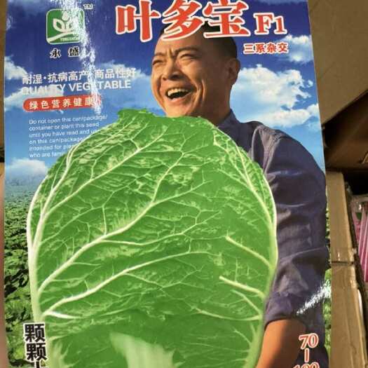 邵东市叶多多越冬甜白菜种子耐寒结球包心大白菜种籽秋冬季蔬菜种子大全
