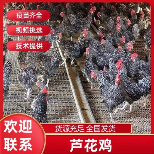 纯种汶上芦花鸡,脱温鸡苗1个半月龄,疫苗防疫齐全。