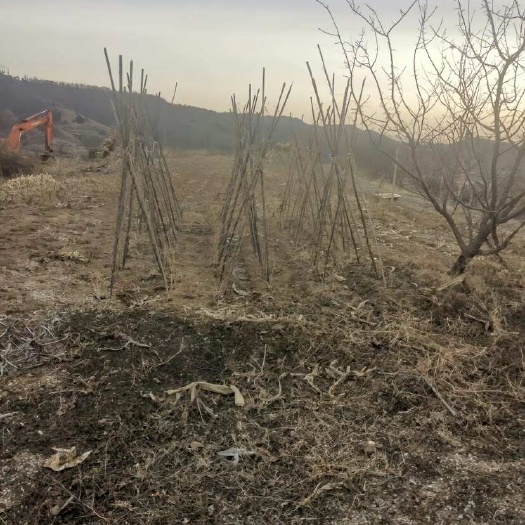 湄潭县求租 荒山荒地 种植 黄柏杜仲 遵义周边都可以