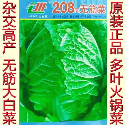 邵东市无筋叶多火锅菜种子大白菜种籽好吃耐贮秋播四季大田白菜蔬菜种孑