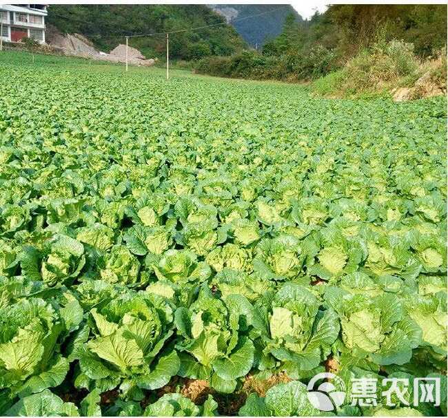 夏阳耐热大白菜种子种籽蔬菜孑籽种山东夏季高温秋季四季白莱