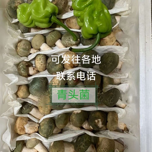 开远市云南野生菌