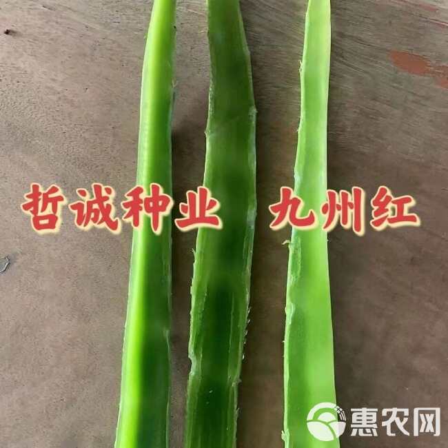 红尖叶香莴笋种籽耐寒高桩大棒九州红红皮青肉质脆味香基地专用