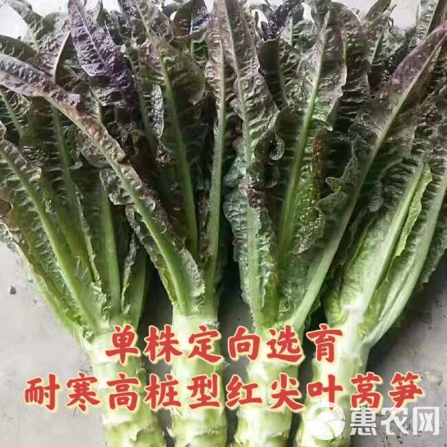 红尖叶香莴笋种籽耐寒高桩大棒九州红红皮青肉质脆味香基地专用