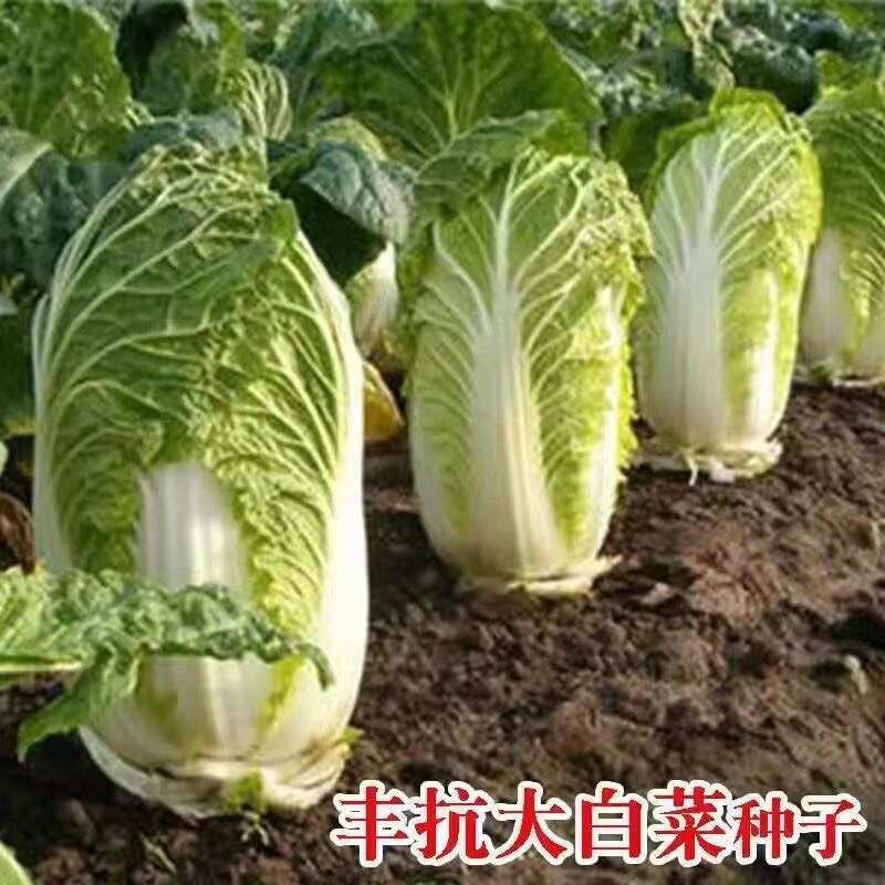 正品山东丰抗大白菜种子抗病好吃包心大白菜籽农家秋冬播蔬菜种子