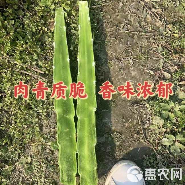 红尖叶香莴笋种籽耐寒高桩大棒九州红红皮青肉质脆味香基地专用