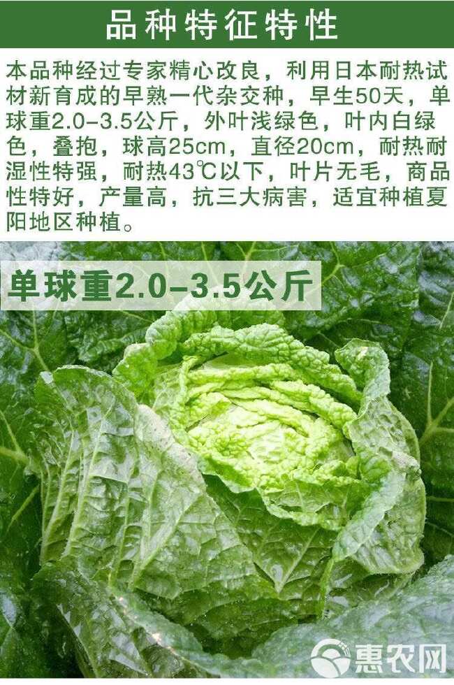 夏阳耐热大白菜种子种籽蔬菜孑籽种山东夏季高温秋季四季白莱