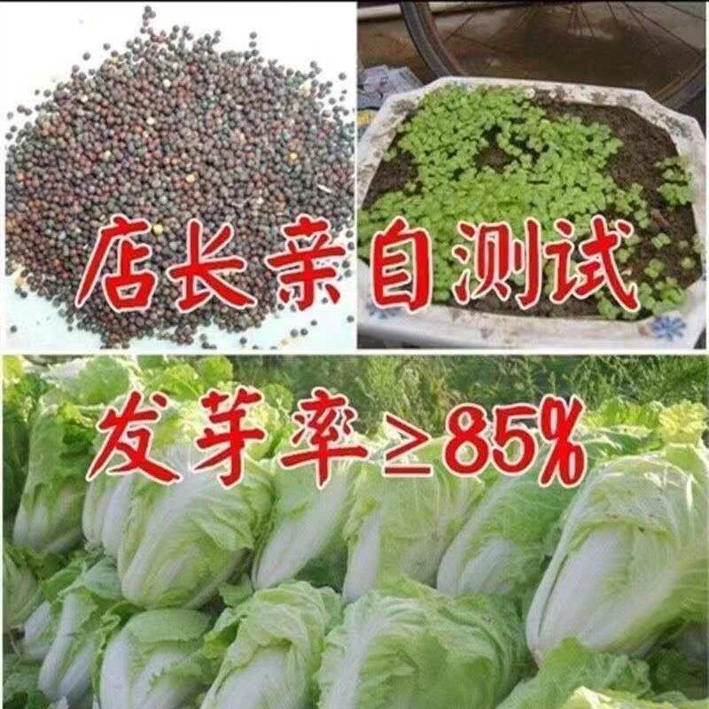 正品山东丰抗大白菜种子抗病好吃包心大白菜籽农家秋冬播蔬菜种子