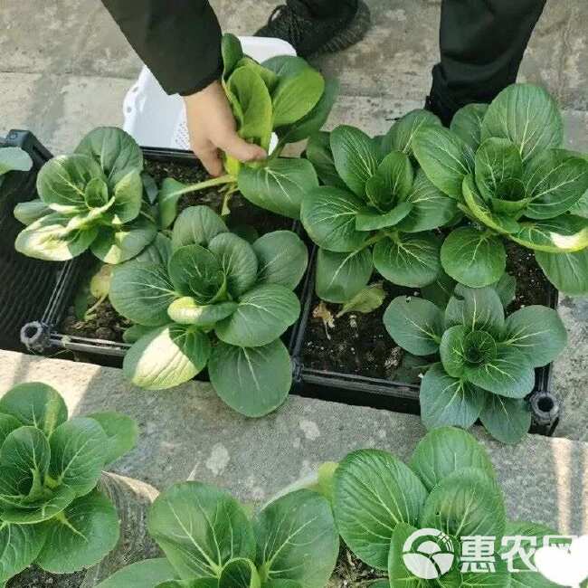 矮脚苏州青种籽四倍体矮棵黑叶苏州青抗病耐寒大头菜秋季蔬菜种子