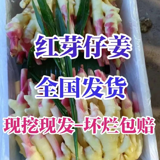 沂水县山东大棚红芽鲜姜大量上市全国发货 商超 市场批发 电商