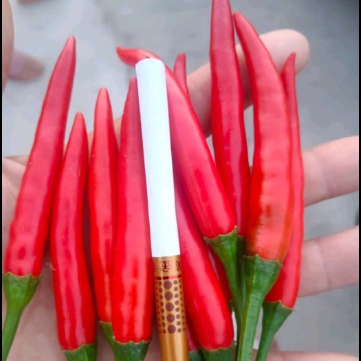 商丘新鲜辣椒小米椒，个头大，颜色红，万亩基地直供，量大