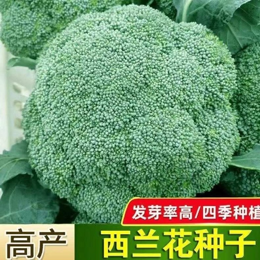 邵东市西兰花种子四季有机花椰菜绿宝石蔬菜种子夏季耐热好吃高花青菜种