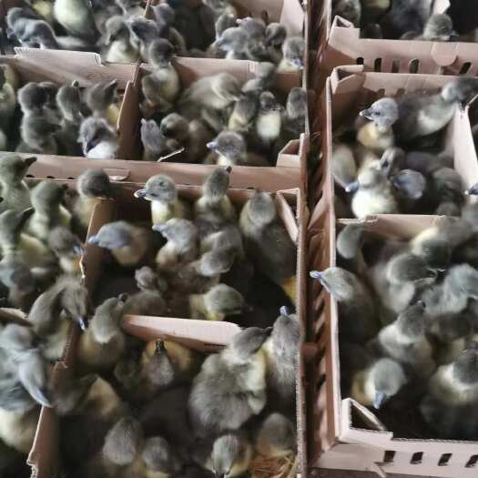 南宁黑狮头鹅