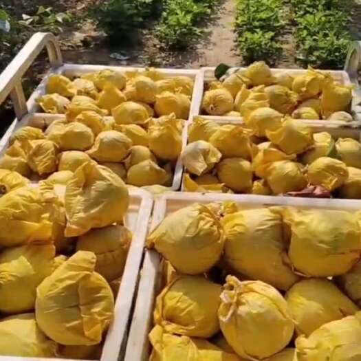 砀山县新鲜早梨