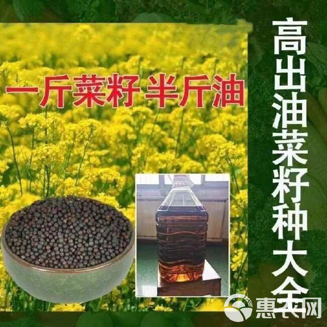 大籽矮杆抗伏倒油菜种子榨油抗病油菜籽种子耐寒油菜花种籽子