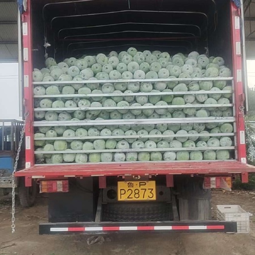中牟县翡翠水果小冬瓜，2-4斤需要电商，商超，大量提供货源