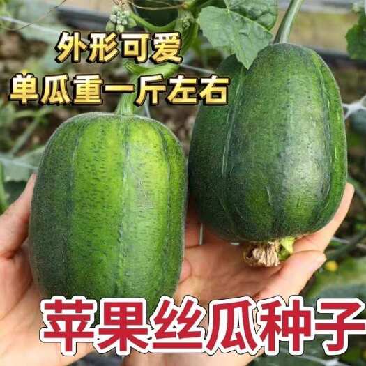 苹果丝瓜种子好吃肉丝瓜种子籽种可阳台盆栽家庭小院蔬菜种