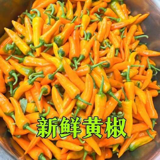 永安市永安黄椒批发