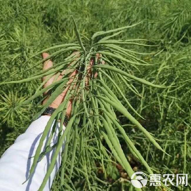 大籽矮杆抗伏倒油菜种子榨油抗病油菜籽种子耐寒油菜花种籽子