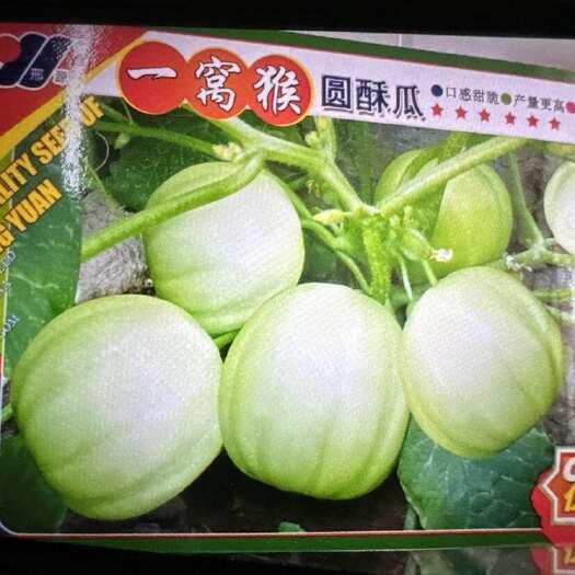邵东市山东特产黄河脆瓜秧苗八棱一窝猴种子无糖黑花皮烧瓜籽老菜瓜老式