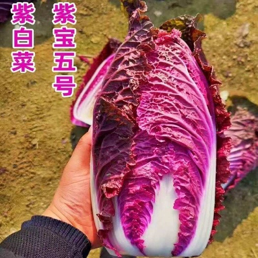 邵东市营养紫白菜种子里外紫色大白菜四季播种庭院田地农科院有机蔬菜籽