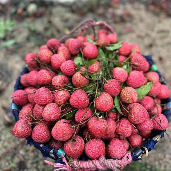 广东桂味荔枝，果园产地现摘现发，新鲜采摘不隔夜不泡冰一件代发