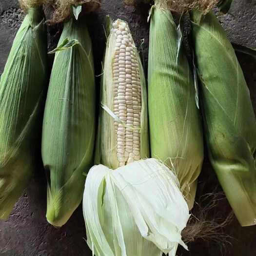乾安县鲜食粘玉米白万糯黄万糯新鲜玉米大量上市