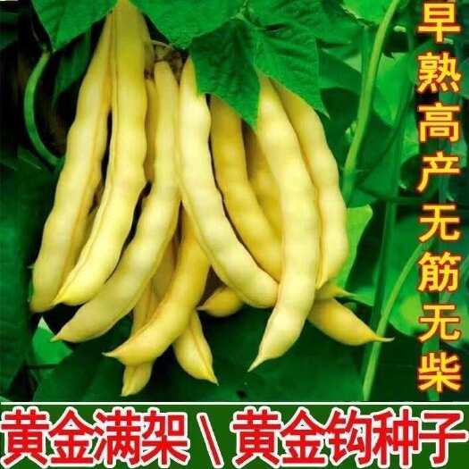 邵东市黄金钩架豆种子黄金勾东北油豆角籽无筋无柴黄色早熟好吃蔬菜种子