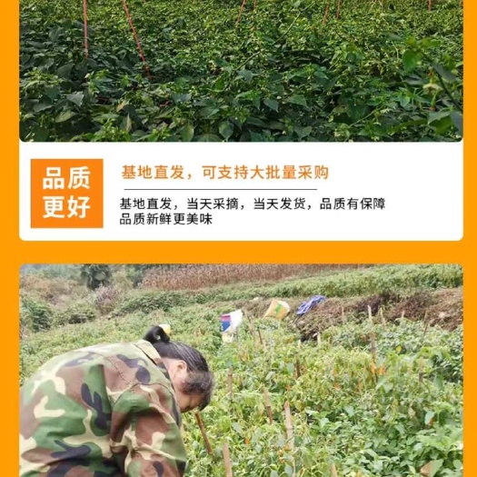 永安市永安黄椒 魔鬼辣特辣